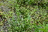  ( - EDNA24-0066643)  @11 [ ] CreativeCommons Attribution NonCommercial ShareAlike (2024) Markus Ruhsam Royal Botanic Garden, Edinburgh