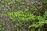  ( - EDNA24-0066643)  @11 [ ] CreativeCommons Attribution NonCommercial ShareAlike (2024) Markus Ruhsam Royal Botanic Garden, Edinburgh