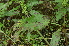  ( - EDNA24-0066643)  @11 [ ] CreativeCommons Attribution NonCommercial ShareAlike (2024) Markus Ruhsam Royal Botanic Garden, Edinburgh
