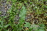  ( - EDNA24-0066643)  @11 [ ] CreativeCommons Attribution NonCommercial ShareAlike (2024) Markus Ruhsam Royal Botanic Garden, Edinburgh