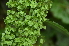  ( - EDNA24-0066643)  @11 [ ] CreativeCommons Attribution NonCommercial ShareAlike (2024) Markus Ruhsam Royal Botanic Garden, Edinburgh