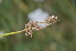  ( - EDNA24-0067017)  @11 [ ] CreativeCommons Attribution NonCommercial ShareAlike (2024) Markus Ruhsam Royal Botanic Garden, Edinburgh