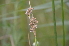  ( - EDNA24-0067017)  @11 [ ] CreativeCommons Attribution NonCommercial ShareAlike (2024) Markus Ruhsam Royal Botanic Garden, Edinburgh
