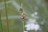  ( - EDNA24-0067017)  @11 [ ] CreativeCommons Attribution NonCommercial ShareAlike (2024) Markus Ruhsam Royal Botanic Garden, Edinburgh