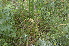  ( - EDNA24-0067017)  @11 [ ] CreativeCommons Attribution NonCommercial ShareAlike (2024) Markus Ruhsam Royal Botanic Garden, Edinburgh