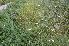  ( - EDNA24-0067017)  @11 [ ] CreativeCommons Attribution NonCommercial ShareAlike (2024) Markus Ruhsam Royal Botanic Garden, Edinburgh