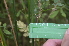 ( - EDNA24-0067017)  @11 [ ] CreativeCommons Attribution NonCommercial ShareAlike (2024) Markus Ruhsam Royal Botanic Garden, Edinburgh