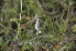  ( - EDNA24-0067018)  @11 [ ] CreativeCommons Attribution NonCommercial ShareAlike (2024) Markus Ruhsam Royal Botanic Garden, Edinburgh