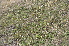 ( - EDNA24-0067018)  @11 [ ] CreativeCommons Attribution NonCommercial ShareAlike (2024) Markus Ruhsam Royal Botanic Garden, Edinburgh