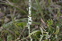  ( - EDNA24-0067018)  @11 [ ] CreativeCommons Attribution NonCommercial ShareAlike (2024) Markus Ruhsam Royal Botanic Garden, Edinburgh