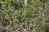  ( - EDNA24-0067018)  @11 [ ] CreativeCommons Attribution NonCommercial ShareAlike (2024) Markus Ruhsam Royal Botanic Garden, Edinburgh