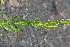  (Reseda luteola - EDNA21-0061119)  @11 [ ] CreativeCommons Attribution NonCommercial ShareAlike (2021) Markus Ruhsam Royal Botanic Garden, Edinburgh