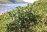  ( - EDNA21-0061130)  @11 [ ] CreativeCommons Attribution NonCommercial ShareAlike (2021) Markus Ruhsam Royal Botanic Garden, Edinburgh