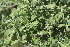  ( - EDNA21-0061130)  @11 [ ] CreativeCommons Attribution NonCommercial ShareAlike (2021) Markus Ruhsam Royal Botanic Garden, Edinburgh