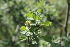  ( - EDNA21-0061130)  @11 [ ] CreativeCommons Attribution NonCommercial ShareAlike (2021) Markus Ruhsam Royal Botanic Garden, Edinburgh