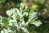  ( - EDNA21-0061130)  @11 [ ] CreativeCommons Attribution NonCommercial ShareAlike (2021) Markus Ruhsam Royal Botanic Garden, Edinburgh
