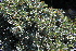  ( - EDNA21-0061135)  @11 [ ] CreativeCommons Attribution NonCommercial ShareAlike (2021) Markus Ruhsam Royal Botanic Garden, Edinburgh