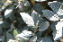  ( - EDNA21-0061135)  @11 [ ] CreativeCommons Attribution NonCommercial ShareAlike (2021) Markus Ruhsam Royal Botanic Garden, Edinburgh