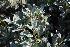  ( - EDNA21-0061135)  @11 [ ] CreativeCommons Attribution NonCommercial ShareAlike (2021) Markus Ruhsam Royal Botanic Garden, Edinburgh