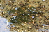  ( - EDNA21-0061417)  @11 [ ] CreativeCommons Attribution NonCommercial ShareAlike (2021) Markus Ruhsam Royal Botanic Garden, Edinburgh