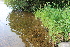  ( - EDNA21-0061417)  @11 [ ] CreativeCommons Attribution NonCommercial ShareAlike (2021) Markus Ruhsam Royal Botanic Garden, Edinburgh