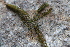  ( - EDNA21-0061417)  @11 [ ] CreativeCommons Attribution NonCommercial ShareAlike (2021) Markus Ruhsam Royal Botanic Garden, Edinburgh
