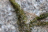  ( - EDNA21-0061417)  @11 [ ] CreativeCommons Attribution NonCommercial ShareAlike (2021) Markus Ruhsam Royal Botanic Garden, Edinburgh