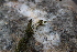  ( - EDNA21-0061417)  @11 [ ] CreativeCommons Attribution NonCommercial ShareAlike (2021) Markus Ruhsam Royal Botanic Garden, Edinburgh