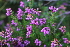  ( - EDNA21-0061421)  @11 [ ] CreativeCommons Attribution NonCommercial ShareAlike (2021) Markus Ruhsam Royal Botanic Garden, Edinburgh