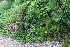  ( - EDNA21-0061421)  @11 [ ] CreativeCommons Attribution NonCommercial ShareAlike (2021) Markus Ruhsam Royal Botanic Garden, Edinburgh