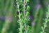  ( - EDNA21-0061421)  @11 [ ] CreativeCommons Attribution NonCommercial ShareAlike (2021) Markus Ruhsam Royal Botanic Garden, Edinburgh