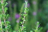  ( - EDNA21-0061421)  @11 [ ] CreativeCommons Attribution NonCommercial ShareAlike (2021) Markus Ruhsam Royal Botanic Garden, Edinburgh