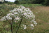  ( - EDNA21-0061430)  @11 [ ] CreativeCommons Attribution NonCommercial ShareAlike (2021) Markus Ruhsam Royal Botanic Garden, Edinburgh