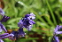  ( - EDNA21-0060772)  @11 [ ] CreativeCommons Attribution NonCommercial ShareAlike (2021) Markus Ruhsam Royal Botanic Garden, Edinburgh