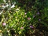  (Dianthus deltoides - EDNA20-0060127)  @11 [ ] CreativeCommons Attribution NonCommercial ShareAlike (2021) Zoe Goodwin Royal Botanic Garden, Edinburgh