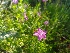  ( - EDNA20-0060127)  @11 [ ] CreativeCommons Attribution NonCommercial ShareAlike (2021) Zoe Goodwin Royal Botanic Garden, Edinburgh