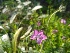  ( - EDNA20-0060127)  @11 [ ] CreativeCommons Attribution NonCommercial ShareAlike (2021) Zoe Goodwin Royal Botanic Garden, Edinburgh