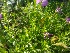  ( - EDNA20-0060127)  @11 [ ] CreativeCommons Attribution NonCommercial ShareAlike (2021) Zoe Goodwin Royal Botanic Garden, Edinburgh