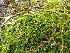  ( - EDNA20-0060338)  @11 [ ] CreativeCommons Attribution NonCommercial ShareAlike (2021) Zoe Goodwin Royal Botanic Garden, Edinburgh