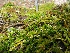  ( - EDNA20-0060338)  @11 [ ] CreativeCommons Attribution NonCommercial ShareAlike (2021) Zoe Goodwin Royal Botanic Garden, Edinburgh