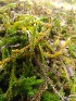  (Lycopodium clavatum - EDNA20-0060338)  @11 [ ] CreativeCommons Attribution NonCommercial ShareAlike (2021) Zoe Goodwin Royal Botanic Garden, Edinburgh