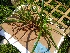 ( - EDNA20-0060103)  @11 [ ] CreativeCommons Attribution NonCommercial ShareAlike (2021) Zoe Goodwin Royal Botanic Garden, Edinburgh