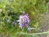  ( - EDNA20-0060107)  @11 [ ] CreativeCommons Attribution NonCommercial ShareAlike (2021) Zoe Goodwin Royal Botanic Garden, Edinburgh