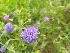  ( - EDNA20-0060107)  @11 [ ] CreativeCommons Attribution NonCommercial ShareAlike (2021) Zoe Goodwin Royal Botanic Garden, Edinburgh