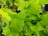  ( - EDNA20-0060102)  @11 [ ] CreativeCommons Attribution NonCommercial ShareAlike (2021) Zoe Goodwin Royal Botanic Garden, Edinburgh