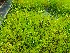  ( - EDNA20-0060321)  @11 [ ] CreativeCommons Attribution NonCommercial ShareAlike (2021) Zoe Goodwin Royal Botanic Garden, Edinburgh