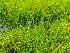  ( - EDNA20-0060321)  @11 [ ] CreativeCommons Attribution NonCommercial ShareAlike (2021) Zoe Goodwin Royal Botanic Garden, Edinburgh