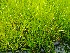  ( - EDNA20-0060321)  @11 [ ] CreativeCommons Attribution NonCommercial ShareAlike (2021) Zoe Goodwin Royal Botanic Garden, Edinburgh