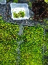  ( - EDNA20-0060321)  @11 [ ] CreativeCommons Attribution NonCommercial ShareAlike (2021) Zoe Goodwin Royal Botanic Garden, Edinburgh