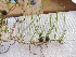  ( - EDNA20-0060321)  @11 [ ] CreativeCommons Attribution NonCommercial ShareAlike (2021) Zoe Goodwin Royal Botanic Garden, Edinburgh